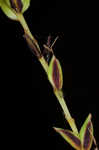 Twisted sedge